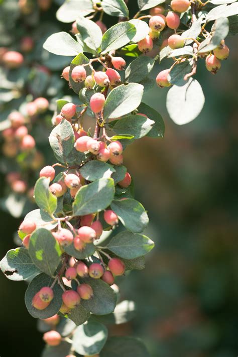 Cotoneaster Multiflora - Großblumiger Zwergmispel